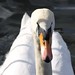 Flickr photo 'Mute Swan {Cygnus olor}' by: Drew Avery.