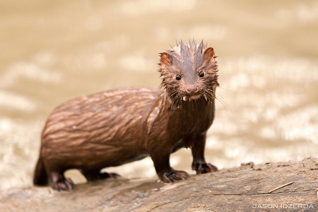 Mink with a Meal
