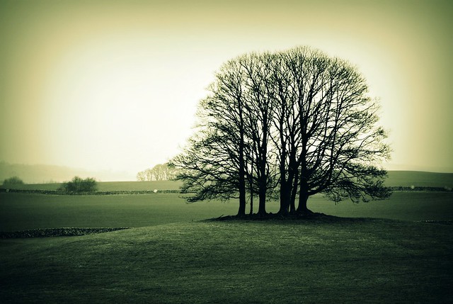 Those trees near Malham :)