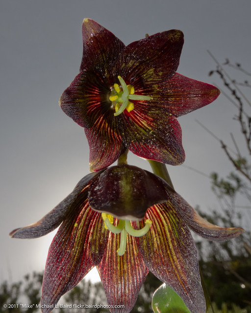Chocolate lily (Fritillaria biflora) Flower