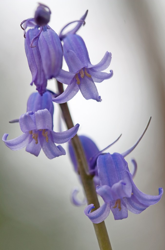 Bluebell flowers (Endymion non-scriptum)