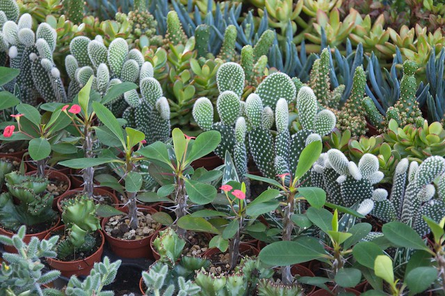 Cactaceae & Succulents