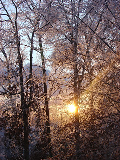 Ice Storm Sunset with Silhouetted Trees