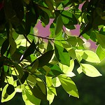 sunlit laurel leaves