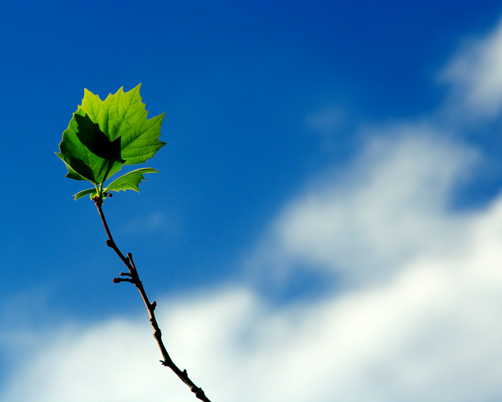 sky leaf wallpaper
