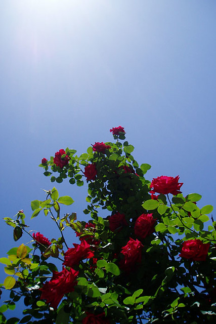 Rising roses - のびゆく薔薇 | taken by shorty. These images are la… | Flickr