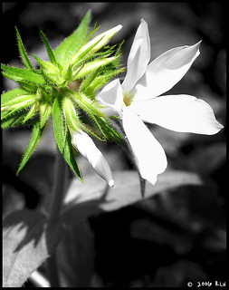 Tiny White Flower Black and White | I took a picture of this… | Flickr