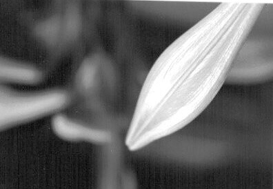flickr pic 8 (3) | by shibbyhey