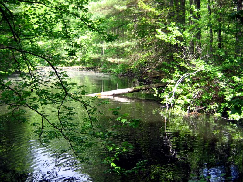 Pond, Daniel Boone National Forest