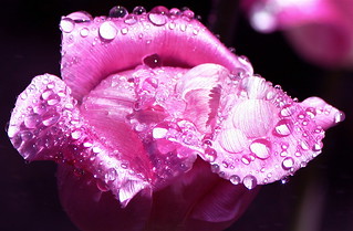 water drops on a pink tulip | by jodi_tripp