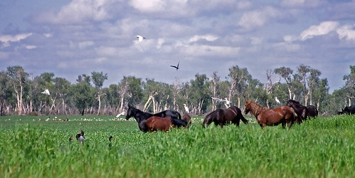 horses geotagged australia 1995 wildhorses kakadunationalpark kakadunp geo:lat=1288389236015767 geo:lon=1325249417739956