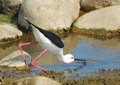 高蹺行鳥鐮刀式覓食方法 Scything feeding behaviour of Black-winged Stilt | by Changhua Coast Conservation Action
