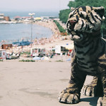 Beach and a tiger