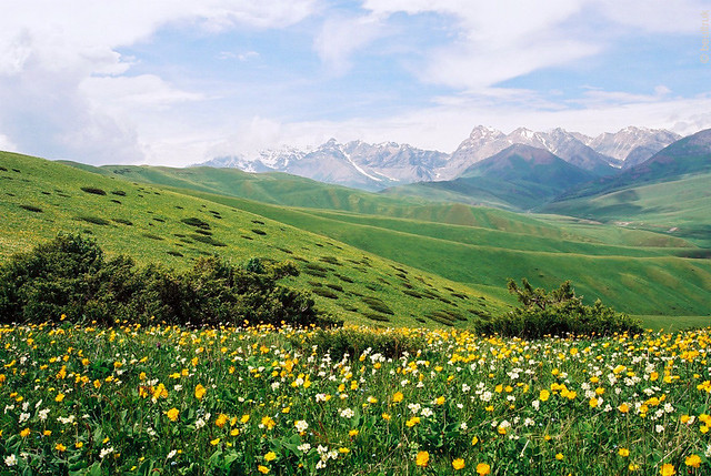 Pâturage fleuri - Flowers in the pasture | Kirghizstan - Jui… | Flickr