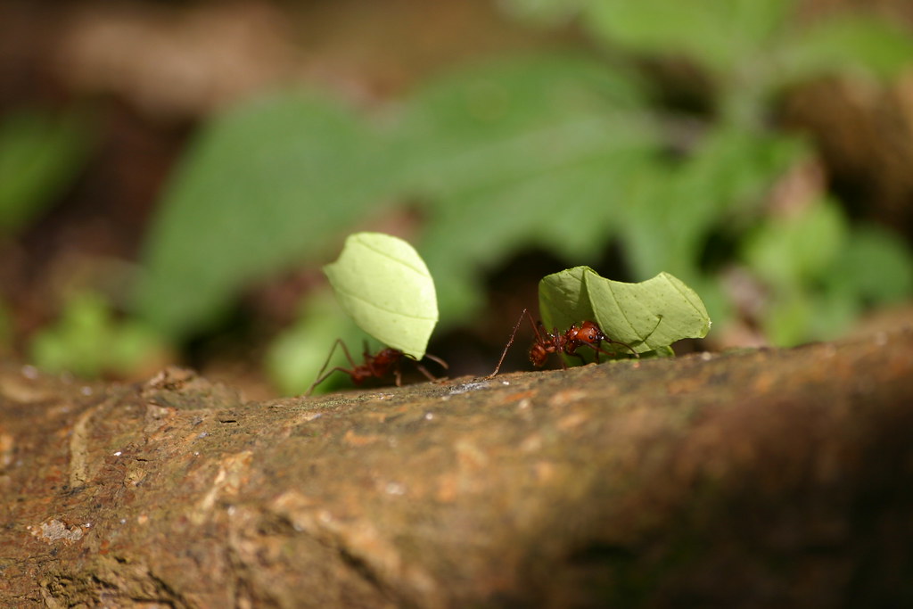 Leaf Cutter Ants | Ruth Tate | Flickr