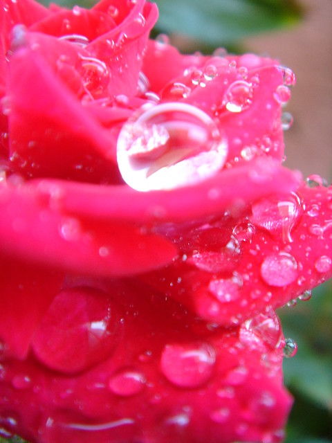 Drop on a rose again