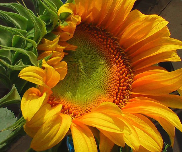 the Sunflower macrography