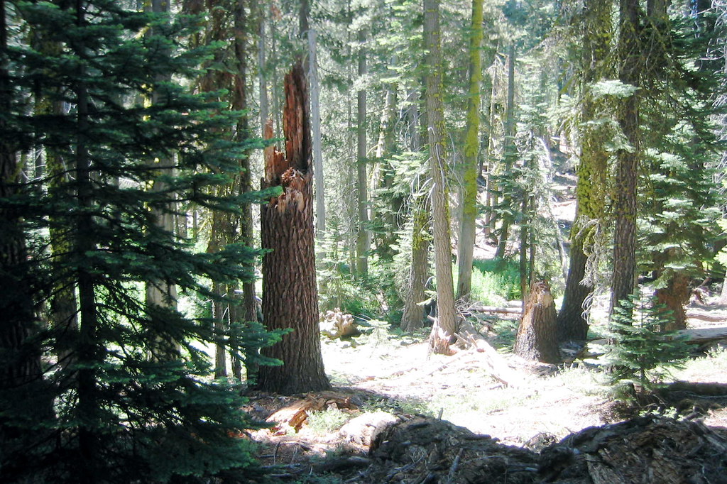 broke_back_2006_thru_the_forest | can you see the forest thr… | Flickr