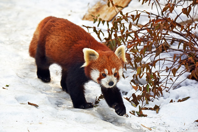 crveni panda (Ailurus fulgens / Red Panda / Katzenbär)