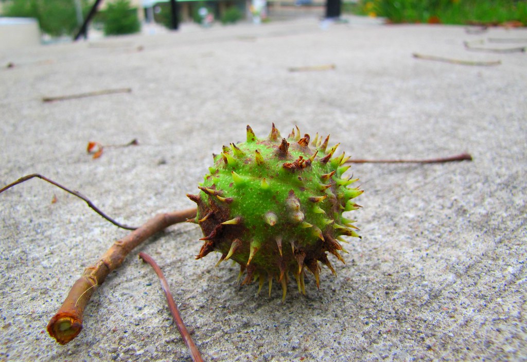 Pokey Apple | A chestnut on the ground | Brandon Bartoszek | Flickr