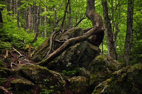 trees plants green nature forest moss rocks gallery novascotia hiking branches roots boulders trunk capebreton d90