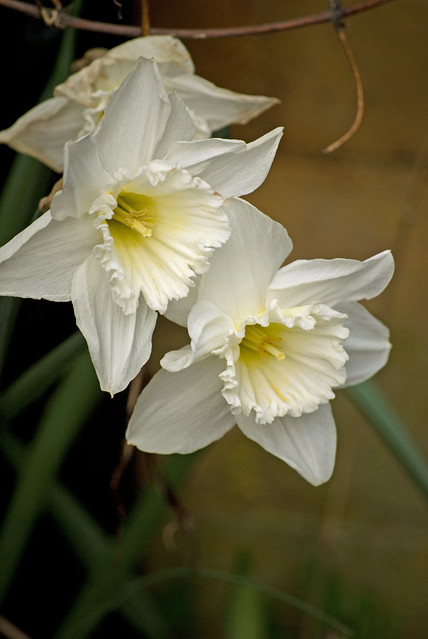 Daffodils or narcissi?