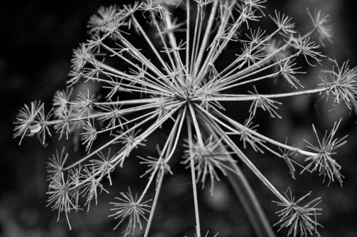 Post Winter Plant | by Abby Gray