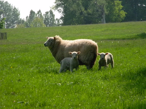 Lambies Overton Circular