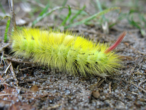 Caterpillar - Pale Tussock - Calliteara pudibunda by Batikart