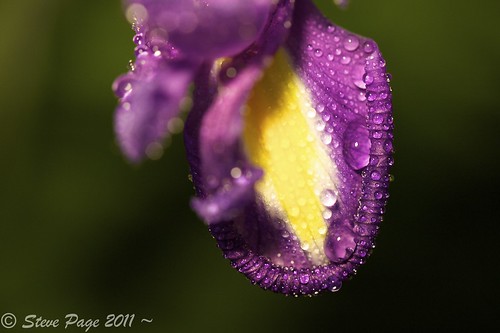 iris yellow eos purple bokeh stevepage itail flagiris stephenpage canon5dmarkii canonef100mmf28lisusmmacro
