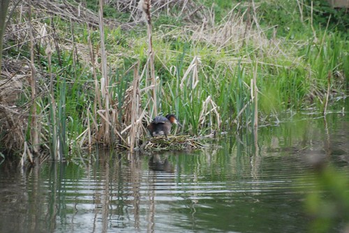 Godfrey's pond 14 Apr '11 151.jpg | Roger Bunting | Flickr