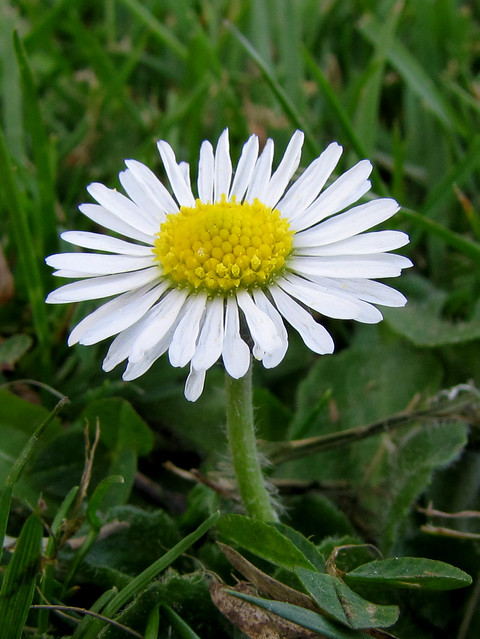 Lawn daisy (Bellis perennis)