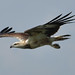 gliding eagle