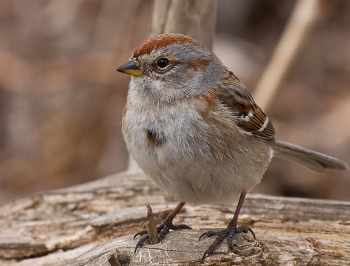 American Tree Sparrow