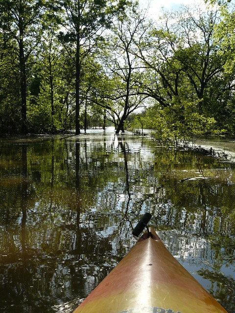 Flooded Forest on DFWR