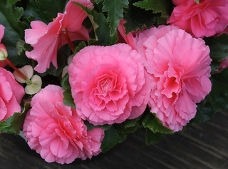 pink begonias | liz west | Flickr