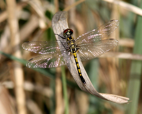nature outdoors dragonfly wildlife odonata canonef300mmf4lisusm canonefextender14xii canoneosrebelxsi