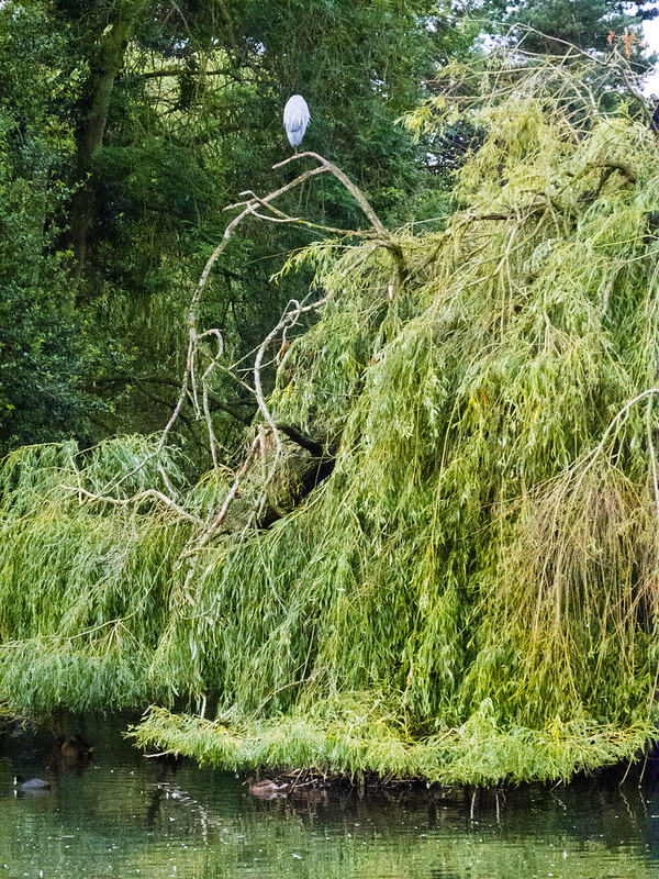 West Park heron