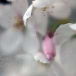 灰桜；Haizakura