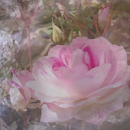 In the Pink by martisimas