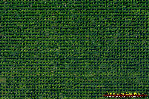 trees orange usa geotagged unitedstates florida farm aerial citrus groves sweetwater zolfosprings geo:lat=2741825250 geo:lon=8165380239