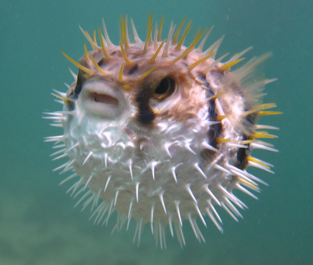Angry Puffer fish