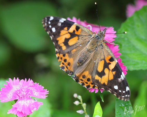 ny newyork canon butterfly upstatenewyork saranaclake paulsmithscollege mygearandme 100mmmacrof28lisusm