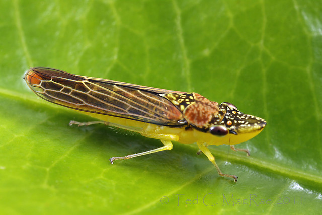 Acrogonia citrina (Cicadellidae)
