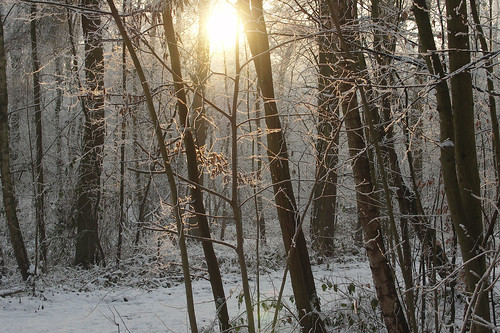 winter sunset snow landscapes belgium flanders autofocus konicaminoltadimage flandersbelgium pictbystinnie livebelgium