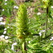 Flickr photo 'Pedicularis bracteosa' by: Myxacium.