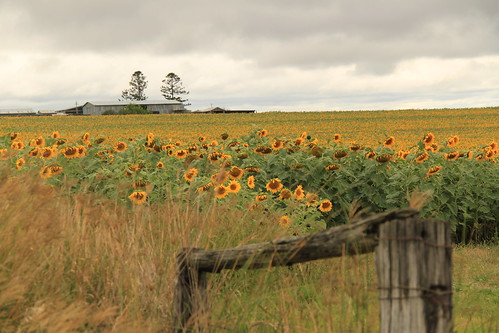 sunflowers killarney