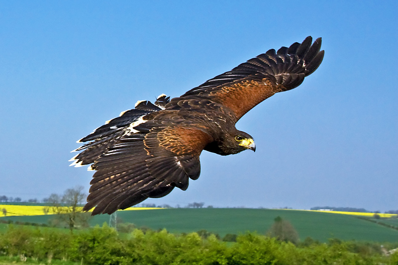 Harris Hawk in Flight