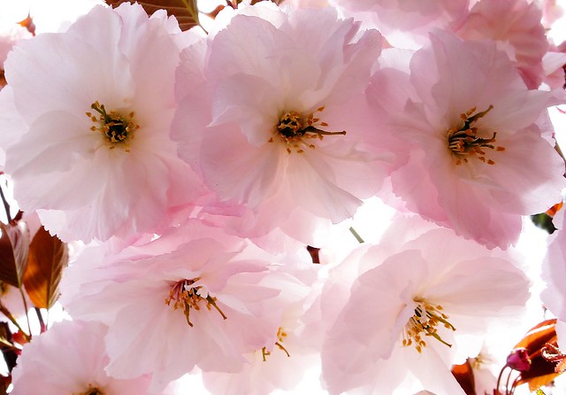 Yantai - Backlit Blossoms