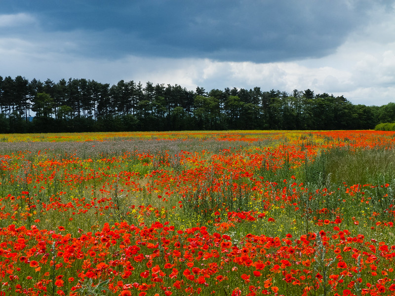 Mass of poppies in a field